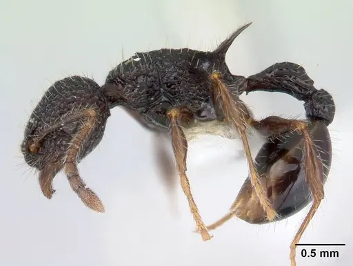 Vombisidris regina - CASENT0178737