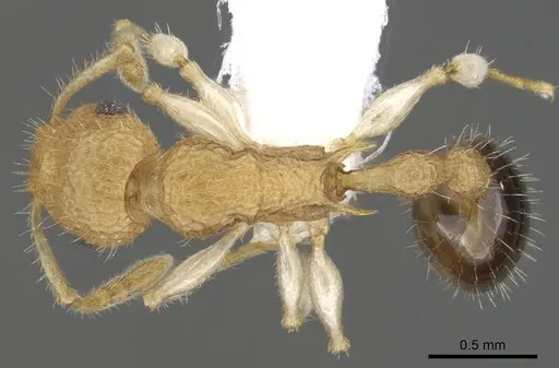 Vombisidris renateae specimen