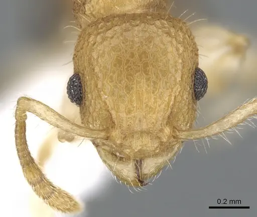 Vombisidris renateae specimen