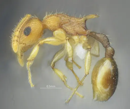 Vombisidris tibeta specimen