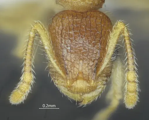 Vombisidris tibeta specimen