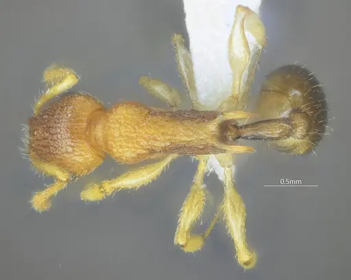 Vombisidris tibeta specimen