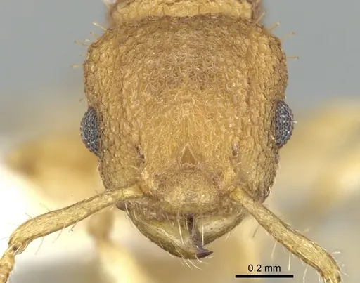 Vombisidris xylochos specimen