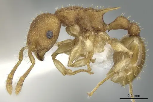 Vombisidris xylochos specimen