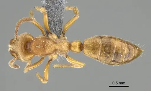 Wadeura holmgrenita specimen
