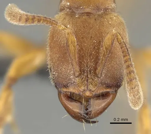 Wadeura holmgrenita specimen