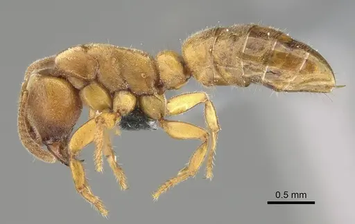 Wadeura holmgrenita specimen