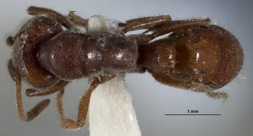 Wadeura pauli specimen