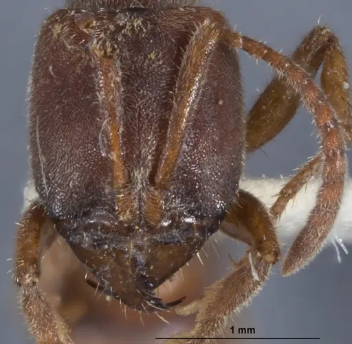 Wadeura pauli specimen