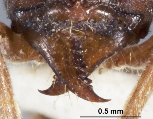 Wadeura pauli specimen