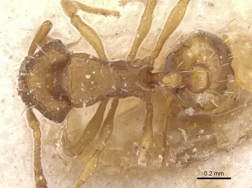 Wasmannia affinis specimen