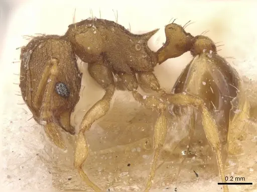 Wasmannia affinis specimen