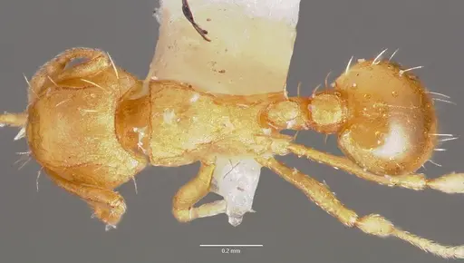 Wasmannia auropunctata specimen