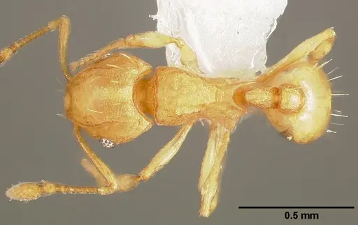 Wasmannia auropunctata - CASENT0005665