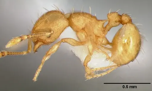 Wasmannia auropunctata - CASENT0005665