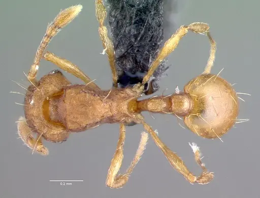 Wasmannia auropunctata - CASENT0039797