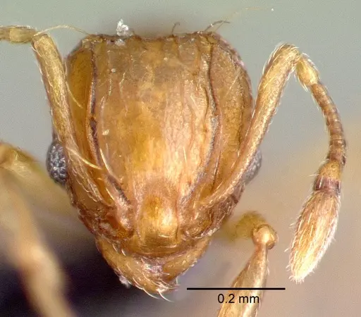 Wasmannia auropunctata - CASENT0039797