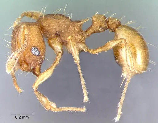 Wasmannia auropunctata - CASENT0039797