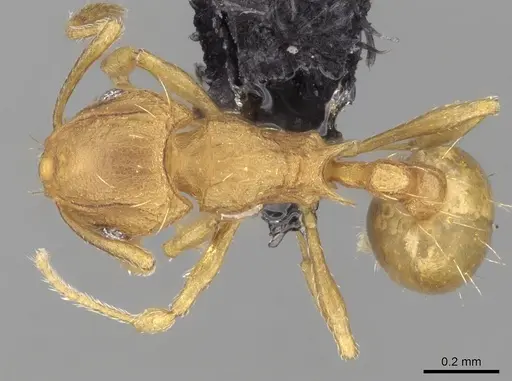 Wasmannia auropunctata - CASENT0097874