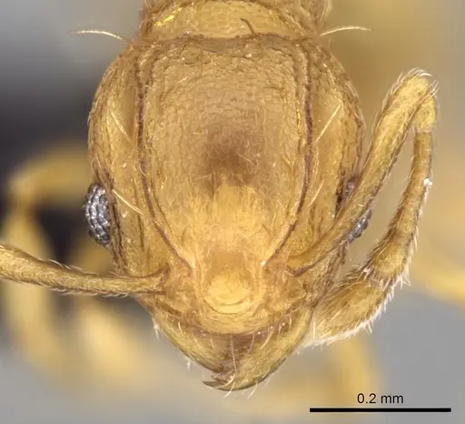 Wasmannia auropunctata - CASENT0097874