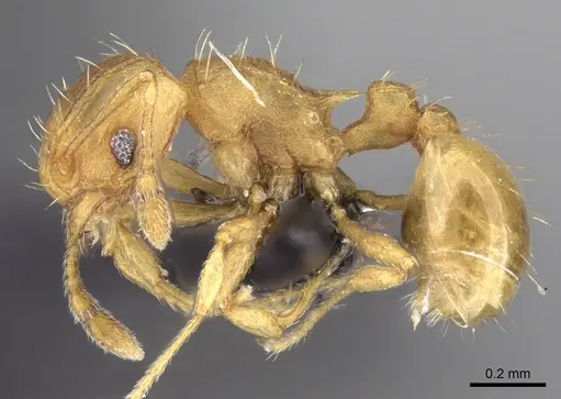 Wasmannia auropunctata - CASENT0097874