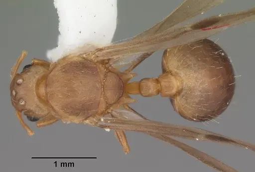 Wasmannia auropunctata - CASENT0102747