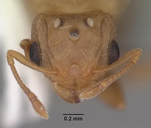 Wasmannia auropunctata - CASENT0102747