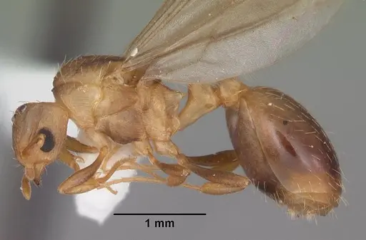 Wasmannia auropunctata - CASENT0102747