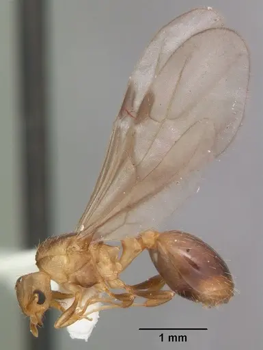 Wasmannia auropunctata - CASENT0102747