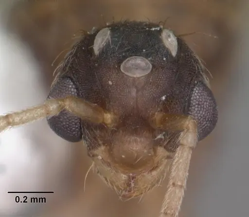 Wasmannia auropunctata - CASENT0102748