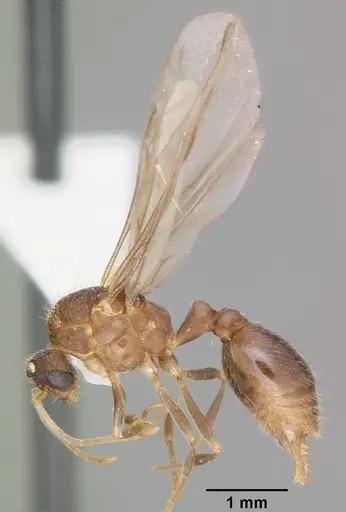 Wasmannia auropunctata - CASENT0102748