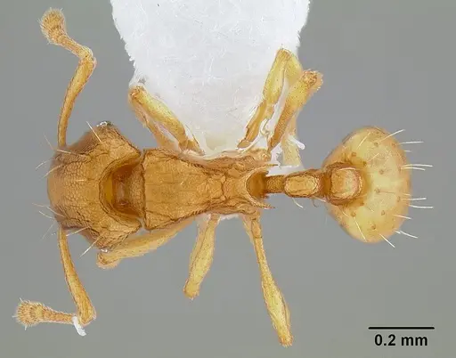 Wasmannia auropunctata - CASENT0106114