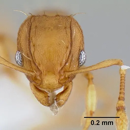 Wasmannia auropunctata - CASENT0106114