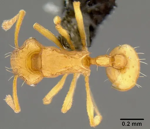 Wasmannia auropunctata - CASENT0171093