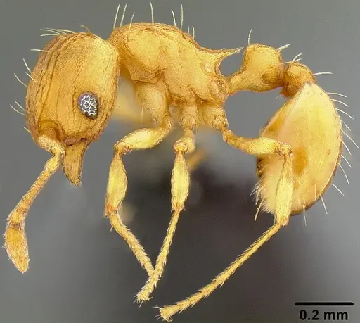 Wasmannia auropunctata - CASENT0171093