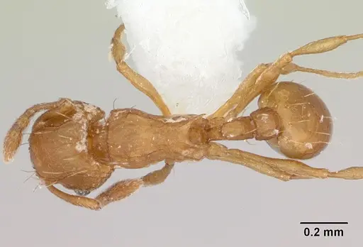 Wasmannia auropunctata - CASENT0173249