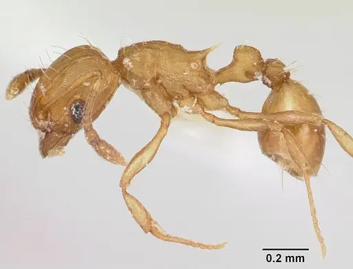 Wasmannia auropunctata - CASENT0173249