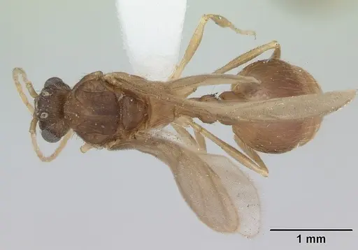 Wasmannia auropunctata - CASENT0173250