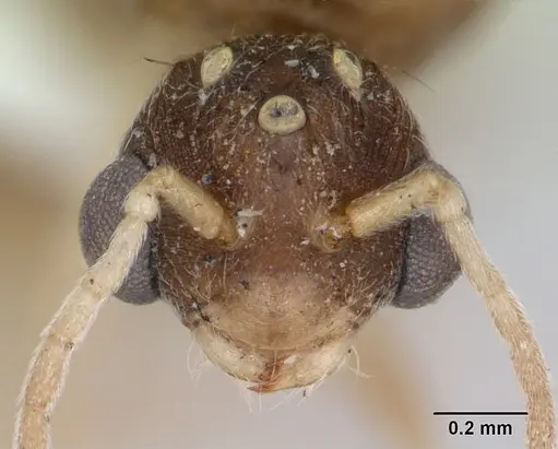 Wasmannia auropunctata - CASENT0173250