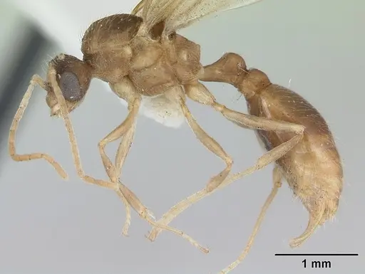 Wasmannia auropunctata - CASENT0173250