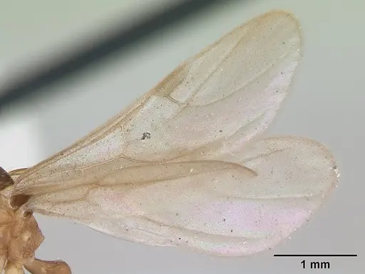 Wasmannia auropunctata - CASENT0173250