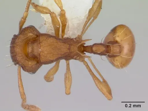 Wasmannia auropunctata - CASENT0178173