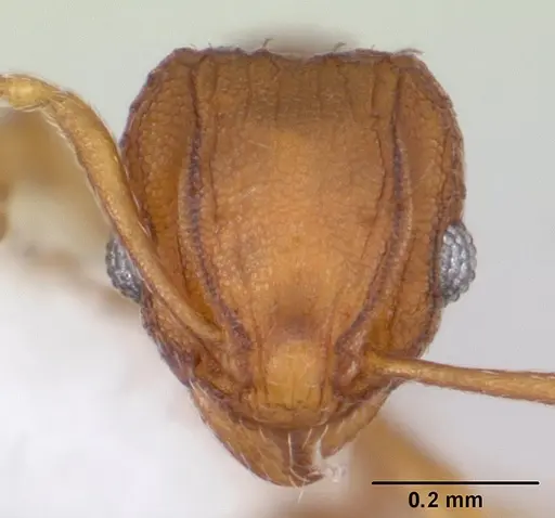 Wasmannia auropunctata - CASENT0178173