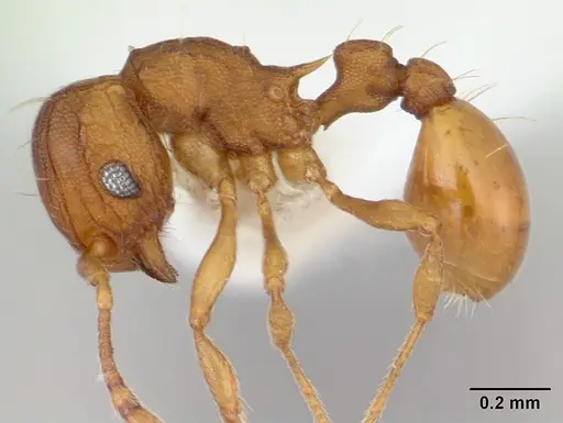 Wasmannia auropunctata - CASENT0178173