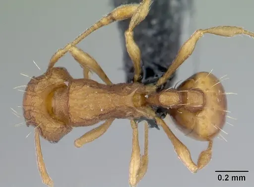 Wasmannia auropunctata - CASENT0178667