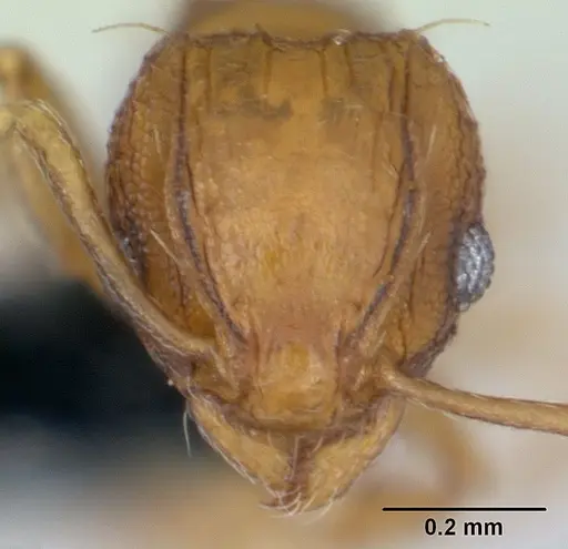 Wasmannia auropunctata - CASENT0178667