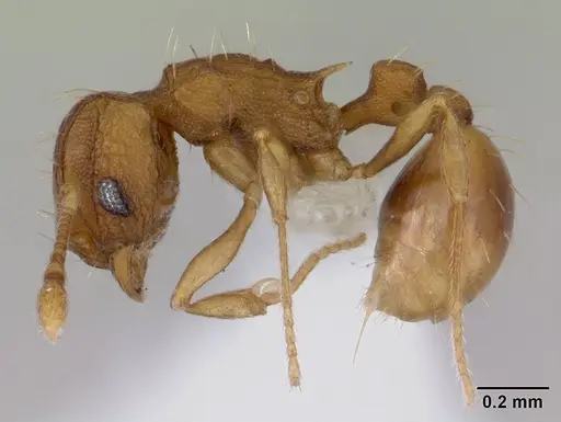 Wasmannia auropunctata - CASENT0178667