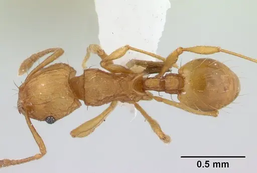 Wasmannia auropunctata - CASENT0179473