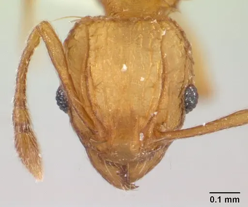 Wasmannia auropunctata - CASENT0179473