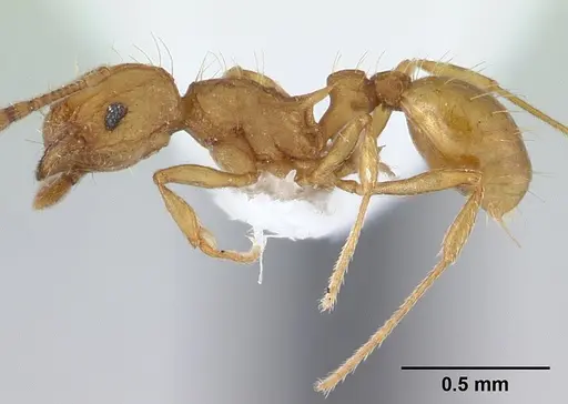 Wasmannia auropunctata - CASENT0179473